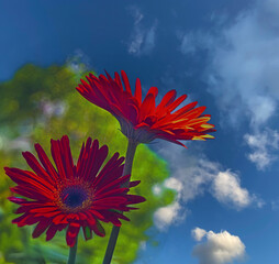 red flower against blue sky