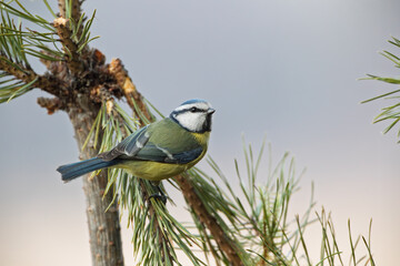 Blue tit on pine branches