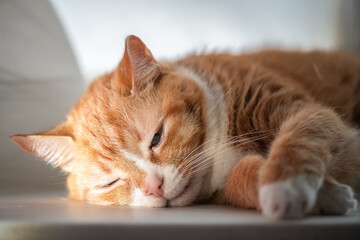 Portrait of a very beautiful mongrel cat.