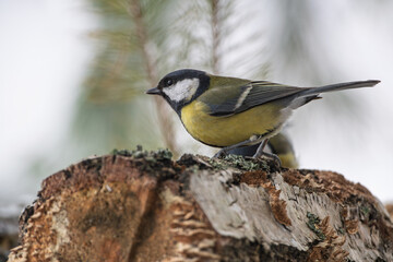 Great tit on a birch stump
