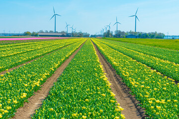 Colorful flowers growing in an agricultural field, Almere, Flevoland, The Netherlands, April 8, 2025