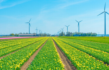 Colorful flowers growing in an agricultural field, Almere, Flevoland, The Netherlands, April 8, 2025