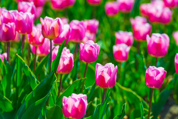 Fototapeta premium Colorful flowers growing in an agricultural field, Almere, Flevoland, The Netherlands, April 8, 2025