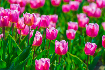 Colorful flowers growing in an agricultural field, Almere, Flevoland, The Netherlands, April 8, 2025