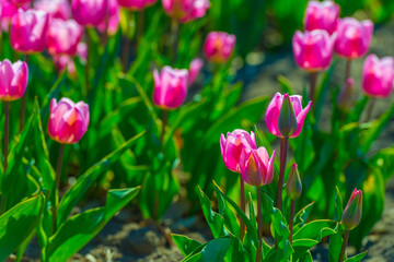 Colorful flowers growing in an agricultural field, Almere, Flevoland, The Netherlands, April 8, 2025