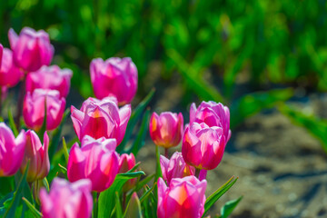 Colorful flowers growing in an agricultural field, Almere, Flevoland, The Netherlands, April 8, 2025