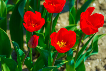 Colorful flowers growing in an agricultural field, Almere, Flevoland, The Netherlands, April 8, 2025