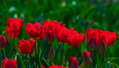 Colorful flowers growing in an agricultural field, Almere, Flevoland, The Netherlands, April 8, 2025