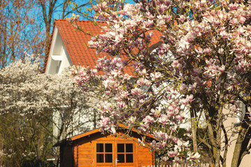 Frühling, blühende Bäume