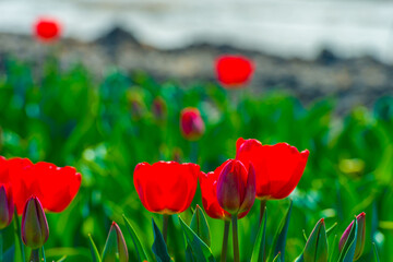 Colorful flowers growing in an agricultural field, Almere, Flevoland, The Netherlands, April 8, 2025
