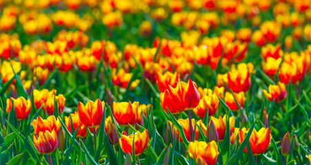 Fototapeta premium Colorful flowers growing in an agricultural field, Almere, Flevoland, The Netherlands, April 8, 2025