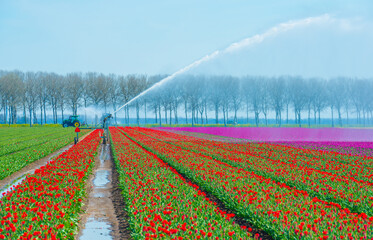 Colorful flowers growing in an agricultural field, Almere, Flevoland, The Netherlands, April 8, 2025