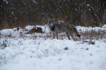A wolf licking its nose in a winter meadow