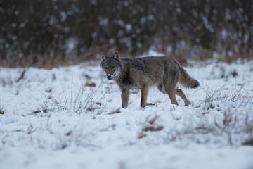 Naklejka premium A watchful wolf runs across a snow-covered meadow