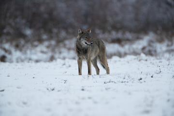 A wolf in a winter scenery with bushes in the background