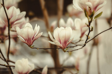 Magnolie, Nahaufnahme.