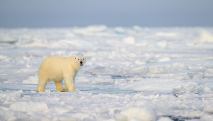 Polar bear (Ursus maritimus) on ice and snow, Svalbard, Norway
