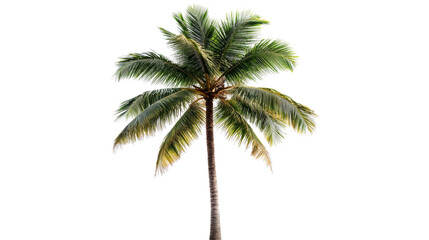 Isolated Tropical Coconut Palm Tree Against Black Background, cut out transparent