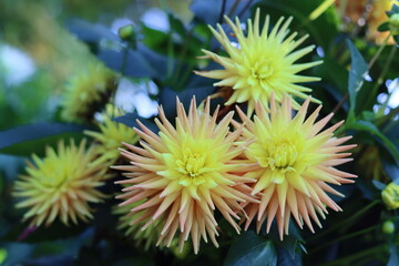 Group of yellow and light pink cactus dahlias in a garden