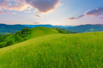 Fototapeta premium Picturesque scenery of summer green hills under a gorgeous sunset sky with clouds. Wildflowers on a green grass meadow.