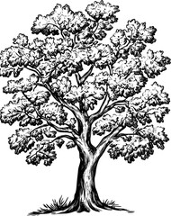 Oak coloring book vector design, Oak vector illustration