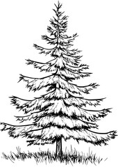 Fototapeta premium Spruce coloring book vector design, Spruce vector illustration