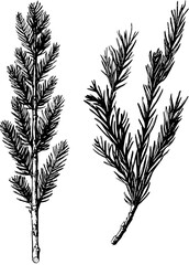 Fir vector design, Fir illustration art