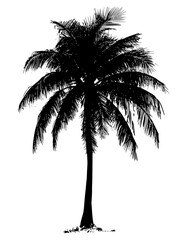 Fan Palm vector design, Fan Palm vector image