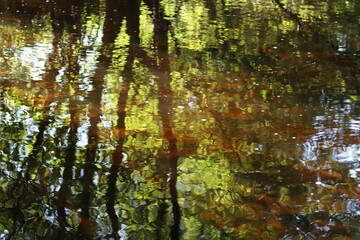 Obraz premium Green reflections and sun beams in a woodland river in summer