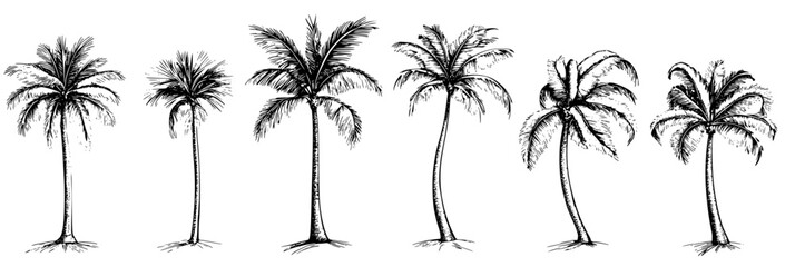 Collection of Coconut Palms coloring book vector designs, Coconut Palms vector graphics