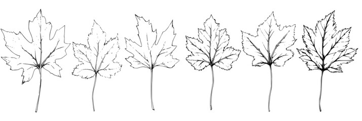Fototapeta premium Collection of Maples coloring book vector designs, Maples vector graphics
