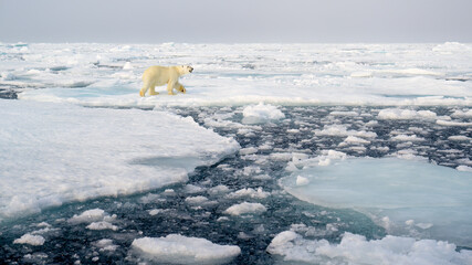 Polar bear (Ursus maritimus) on ice and snow, Svalbard, Norway