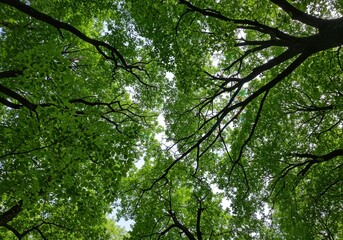 Fototapeta premium A serene view upward through a canopy of green leaves and branches, bathed in sunlight.