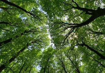 Fototapeta premium An upward view reveals a dense forest canopy filled with vibrant green leaves and sunlight.