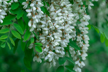 Flowering branches with white flowers of robinia pseudoacacia in spring. Inflorescence of false acacia with green tree branch in forest. Black common locust with lush foliage deciduous. Acacia tree.