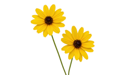 Isolated Black eyed Susan flowers with stems