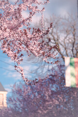Weeping Cherry Blossoms Sakura in day