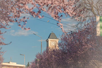 Weeping Cherry Blossoms Sakura in day