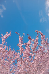 Weeping Cherry Blossoms Sakura in day