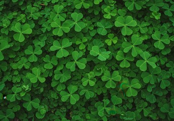 A lush, vibrant green carpet of clovers, creating a rich and textured natural pattern.