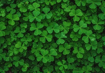 Overhead view of a rich expanse of green clovers, creating a vivid and detailed visual.