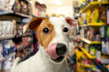 Adorable Jack Russell Terrier in pet shop