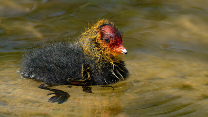 un poussin foulque macroule nageant sur l'eau © fzrmailbox