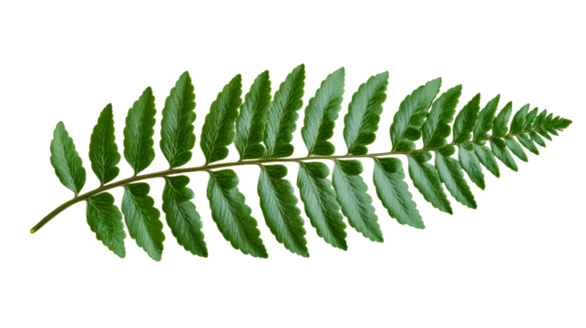 Fern frond, detailed veins and texture, green leaves, isolated, cut out transparent