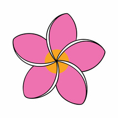 Plumeria on White Background
