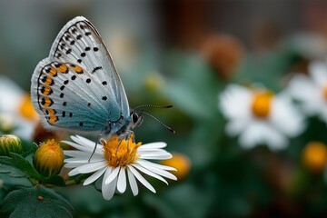 Obraz premium Blue Butterfly on White Flower