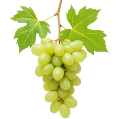 Obraz premium Fresh Green Grapes on the Vine with Leaves
