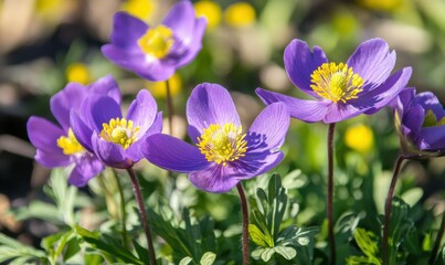 Springtime. Spring Flowers in Sunlight. Outdoor Nature