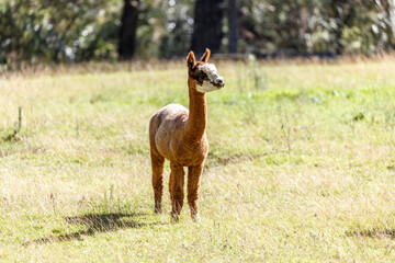 Photograph of a friendly Alpaca standing in a grassy agricultural field enjoying the warm sunshine in the Blue Mountains in Australia.