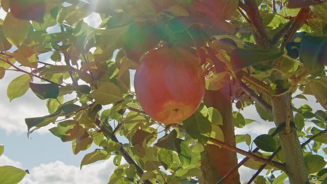 A Scenic View Of Red Apples Ripening On The Tree Branches In A Beautiful Apple Orchard In Nova Scotia, Canada. This Footage Captures The Essence Of The Fall Harvest Season In The Countryside.